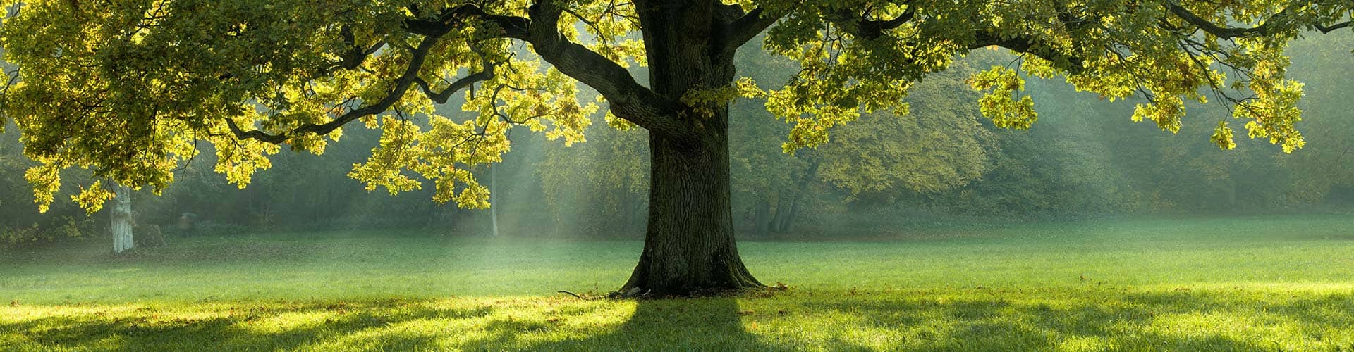 Tree in the sun LGI